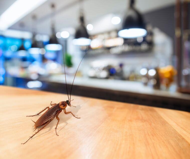 What Is Pest Exclusion? How To Protect Your Home Or Business