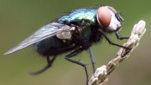 https://www.pestco.com/wp-content/uploads/2018/05/Pittsburgh-Common-Fly-Control-300x169.jpg