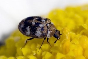 Ridding Your Pittsburgh Home of Carpet Beetle Infestations