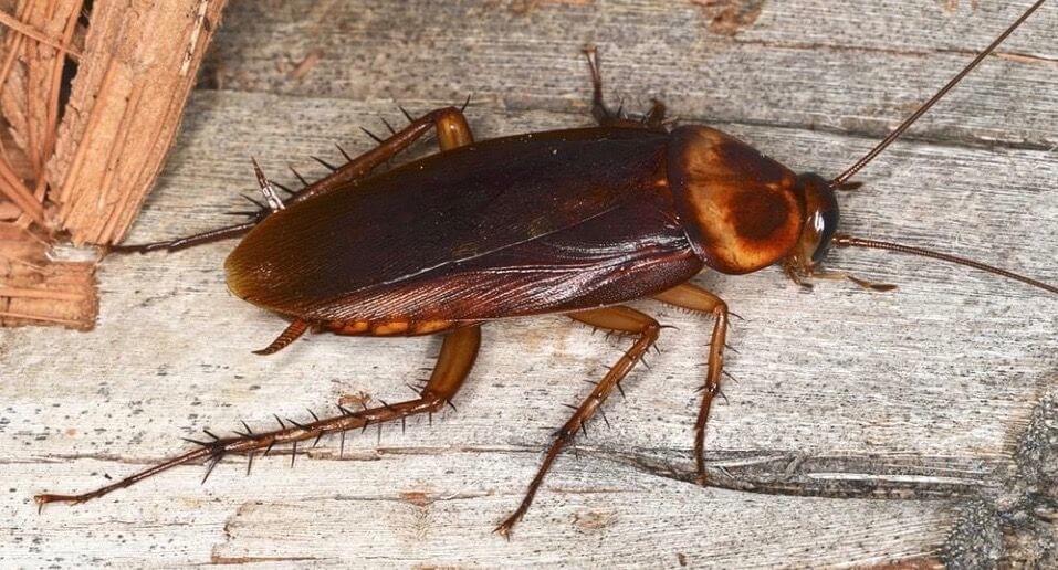 10 Pretty Gross Facts About American Cockroach Infestations