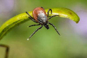 What Is Lyme Disease